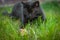 Beautiful saturated and vivid photo of a black cat and a field mouse in one frame. Friendship between predator and prey