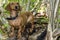 Beautiful sausage dog that is on a piece of dry fallen trunk very attentive looking at you