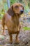 Beautiful sausage dog very attentive in the middle of the forest