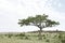 A beautiful sausage tree in Masai Mara