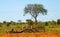 .beautiful savannah views, red clay roads, African landscapes with animals and dry trees in Kenya.