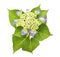 Beautiful Sawn Hydrangea Hortensia, Hortensie isolated, including clipping path.