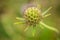 beautiful  scabious flower in summer garden