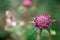 beautiful  scabious flower in summer garden