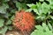 Beautiful Scadoxus Multiflorus Flower Close up Shot.