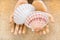 Beautiful Scallop seashells on wooden hands with sand background