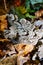 Beautiful scalloped white rot fungus on wood in stream of sunlight on colorful autumn leaves