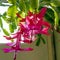 Beautiful scarlet blooming Christmas cactus