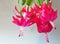 Beautiful scarlet blooming Christmas cactus