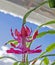 Beautiful scarlet blooming Christmas cactus