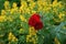 Beautiful scarlet ground roses and Lysimachia vulgaris in flower bed