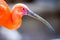 A beautiful scarlet Ibis on the beach