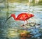 Beautiful Scarlet ibis (Eudocimus ruber) in water