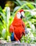 Beautiful scarlet Macaw