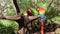 Beautiful scarlet macaws, ara macao, these are very beautiful exotic parrots natural of the amazon fauna, which get a full and