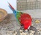 Beautiful scarlet red and green macaw