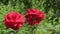 beautiful scarlet red roses blossom in garden. sunny day.