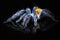 beautiful and scary a greenbottle Blue Tarantula on black glass