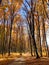 Beautiful scene of autumn landscape and colorful trees from Piatra Neamt, Romania