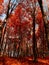 Beautiful scene of autumn landscape and colorful trees from Piatra Neamt, Romania