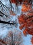 Beautiful scene of autumn landscape and colorful trees from Piatra Neamt, Romania