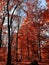 Beautiful scene of autumn landscape and colorful trees from Piatra Neamt, Romania