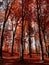 Beautiful scene of autumn landscape and colorful trees from Piatra Neamt, Romania