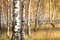 Beautiful scene with birches in yellow autumn birch forest in october