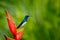 Beautiful scene with bird and flower in wild nature. Hummingbird White-necked Jacobin sitting on beautiful red flower heliconia wi