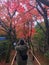 Beautiful scene of colorful red maple trees with sunlight along walk path in japanese temple garden