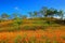 Beautiful scene of east Taiwan in Orange Daylily Season