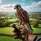 Beautiful scene of a falcon seated on falconer\\\'s gloved hand