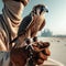 Beautiful scene of a falcon seated on falconer\\\'s gloved hand