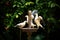 Beautiful scene featuring three doves perched atop a bird feeder