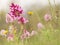 Beautiful scene of flowers in spring. wild orchids: ophrys papilionacea and orchid italica in its natural environment. Extemadura