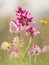 Beautiful scene of flowers in spring. wild orchids: ophrys papilionacea and orchid italica in its natural environment. Extemadura