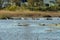 Beautiful scene with a group of egrets flying over the pond