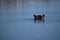 Beautiful scene of the head of hippopotamus just above the water.