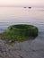 A beautiful scene of a heifer covered in green seaweed