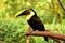 Beautiful scene with Keel-billed Toucan Ramphastos sulfuratus