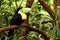 Beautiful scene with Keel-billed Toucan Ramphastos sulfuratus