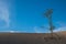 Beautiful scene of a lonely half-dry tree growing in the sandy ground of a hot desert