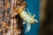 Beautiful scene macro insect molting cicada on tree in nature