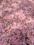 Beautiful scene of pink Sakura cherry blossom petals drop on ground for background