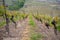 Beautiful scene of row of small grape trees in vineyard in rural area of Switzerland for background