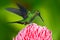 Beautiful scene with shiny bird. Green hummingbird Green-crowned Brilliant, Heliodoxa jacula, near pink bloom with pink flower