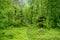 Beautiful scene of small trail among fresh green forest for background