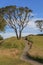 Beautiful scene of walking track beside the big tree on Auck