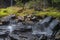 Beautiful scene, waterfall in forest