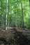 Beautiful scene in the woods with clear pathway for hikers trying to reach the summit